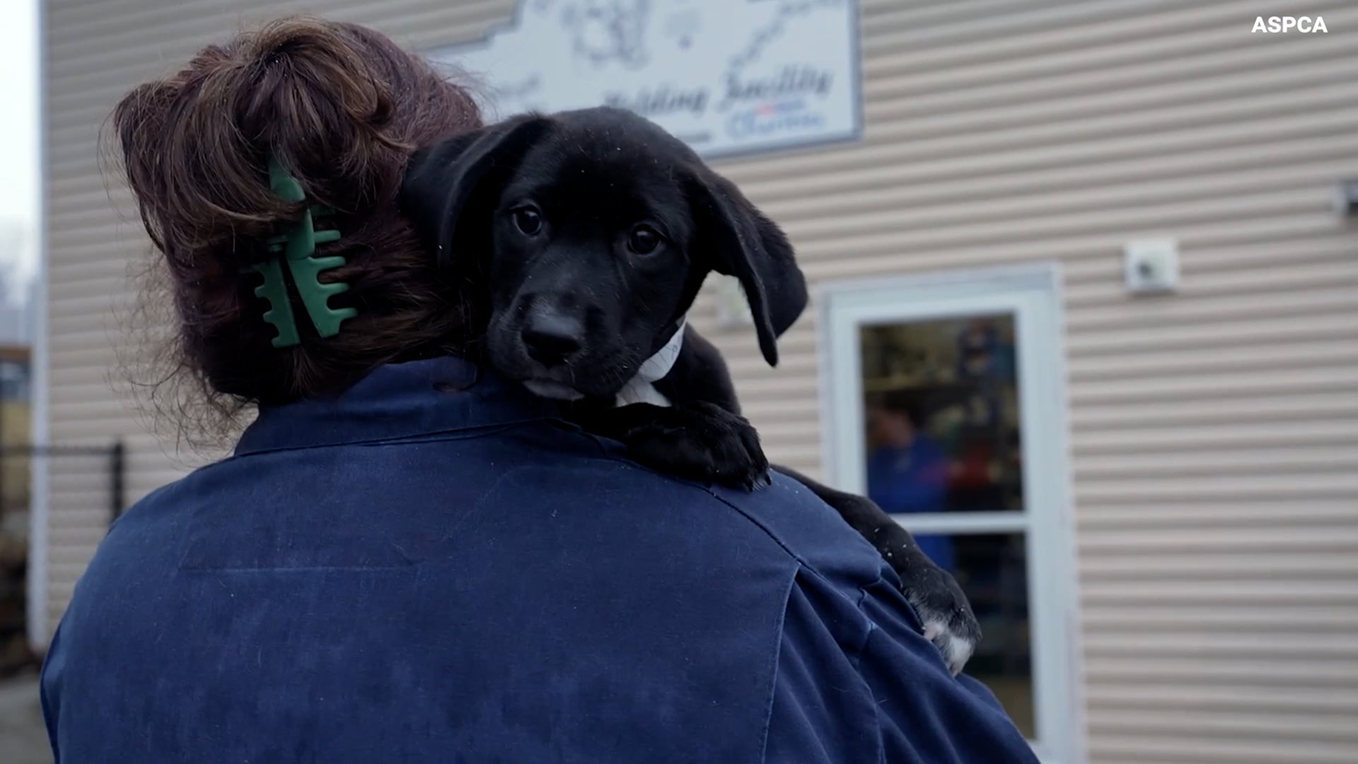 Nationwide Animal Shelters Face Overwhelm Amid Geographic Mismatch; Relocation Programs Aid Adoptions