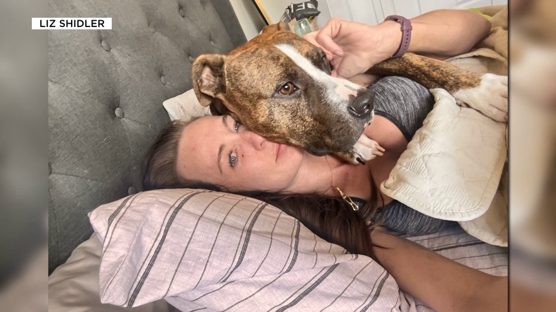 Foster Dog Attack Leaves Arizona Woman Severely Injured, Raises Awareness of Risks