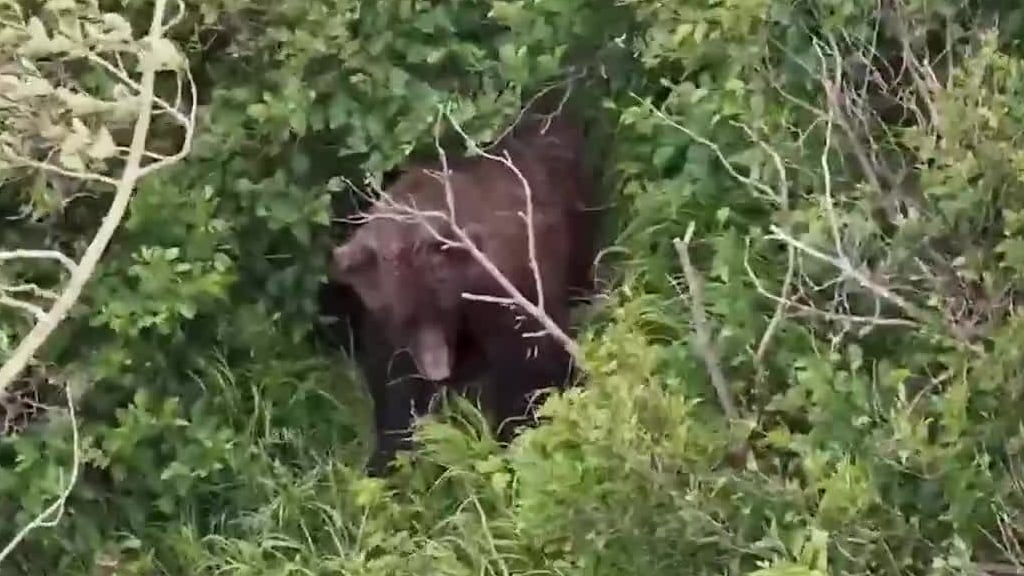 Woman Attacked by Brown Bear While Trail Running in Chugach State Park