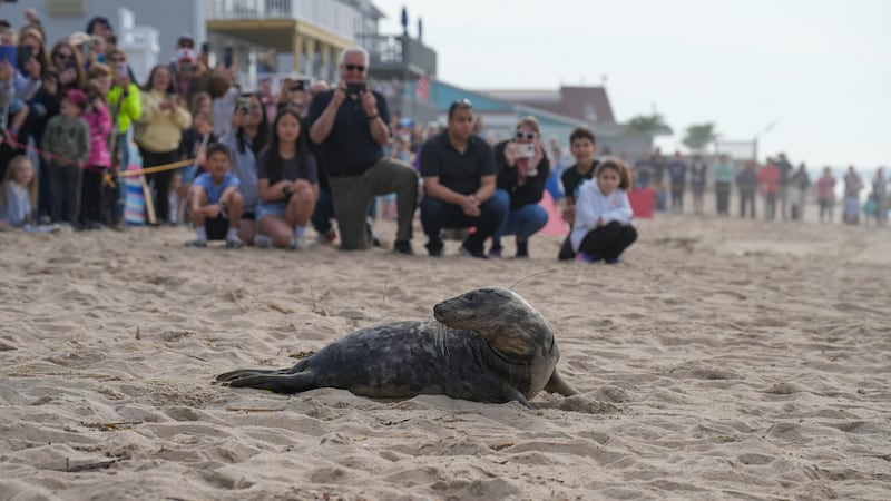 A gray seal named “Cannoli” was released back into the ocean at Misquamicut Beach on Wednesday...