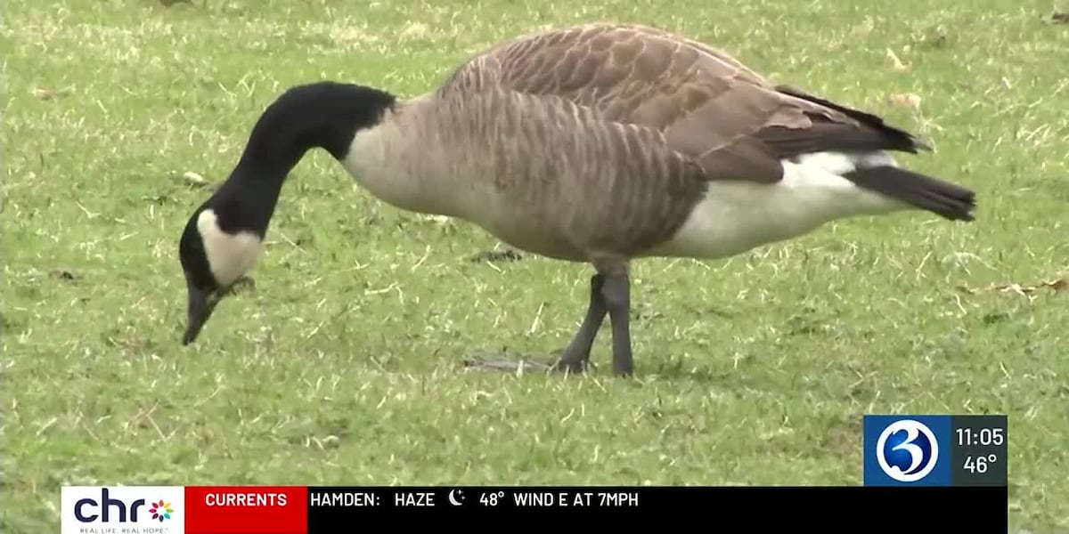 Problems Goose Public encouraged to attend meeting about Bristol’s geese problem