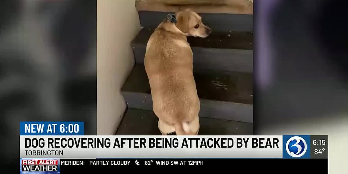 Torrington man's beagle attacked by black bear while trying to protect its owner
