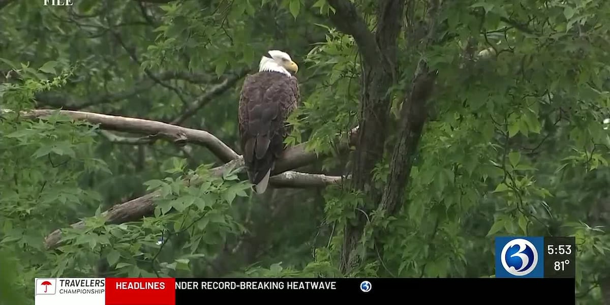 DEEP asks Lake Pocotopaug residents to delay fireworks to protect bald eagle chicks
