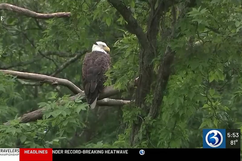 DEEP asks Lake Pocotopaug residents to delay fireworks to protect bald eagle chicks