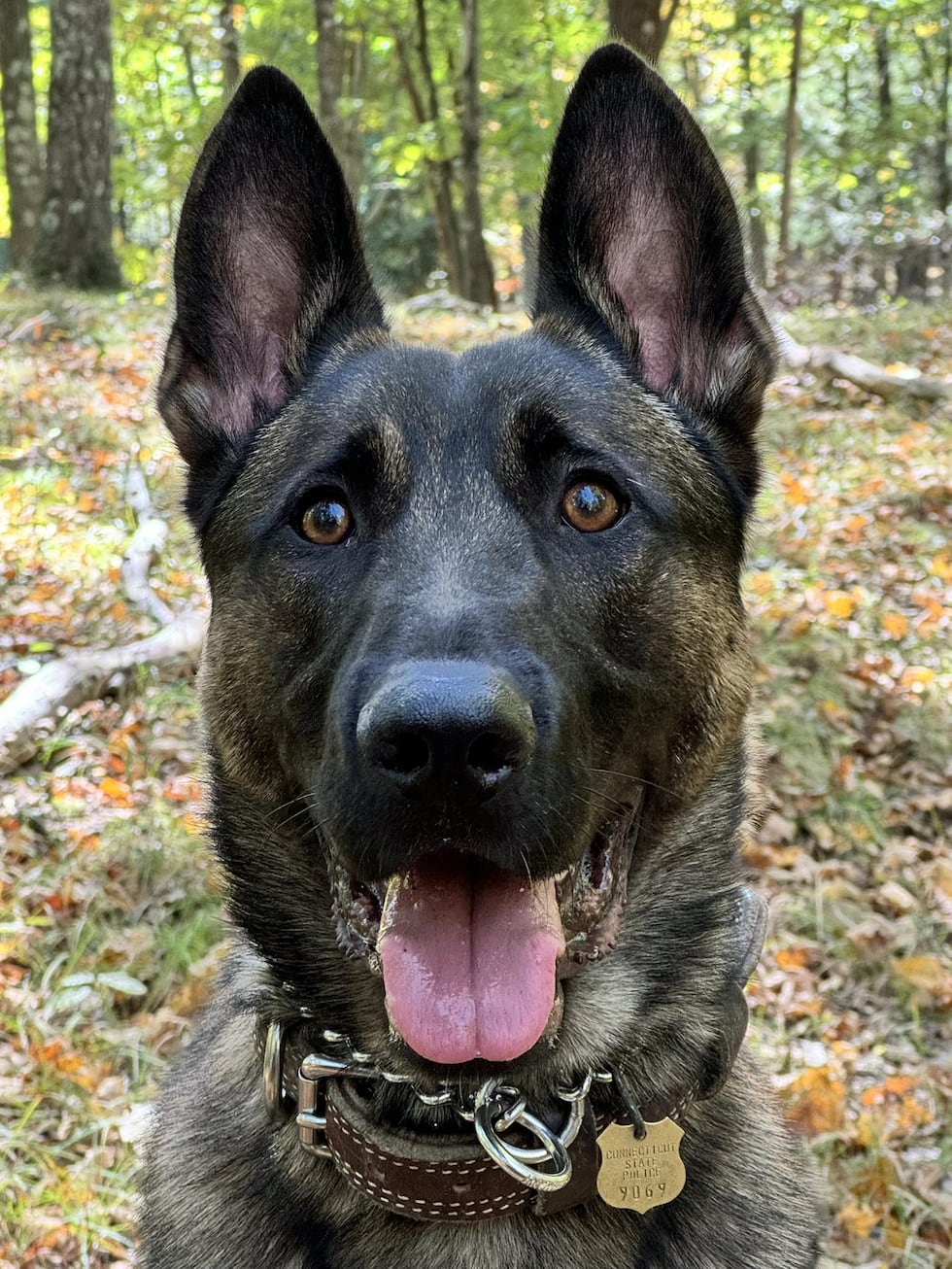 State police K9 Viper helped track down a fugitive from New Jersey in Somers on May 5, 2025.