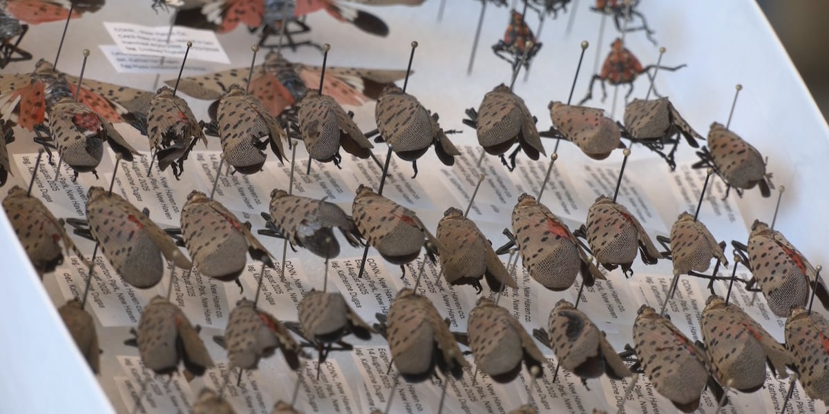 Spotted lanternfly sightings spreading across Connecticut, experts urge public to act