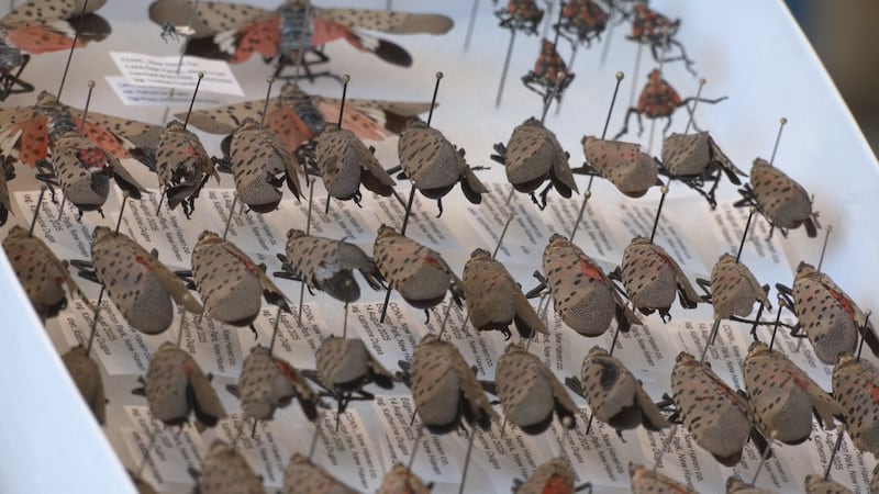 Spotted lanternfly sightings are being reported across Connecticut, with larger populations...