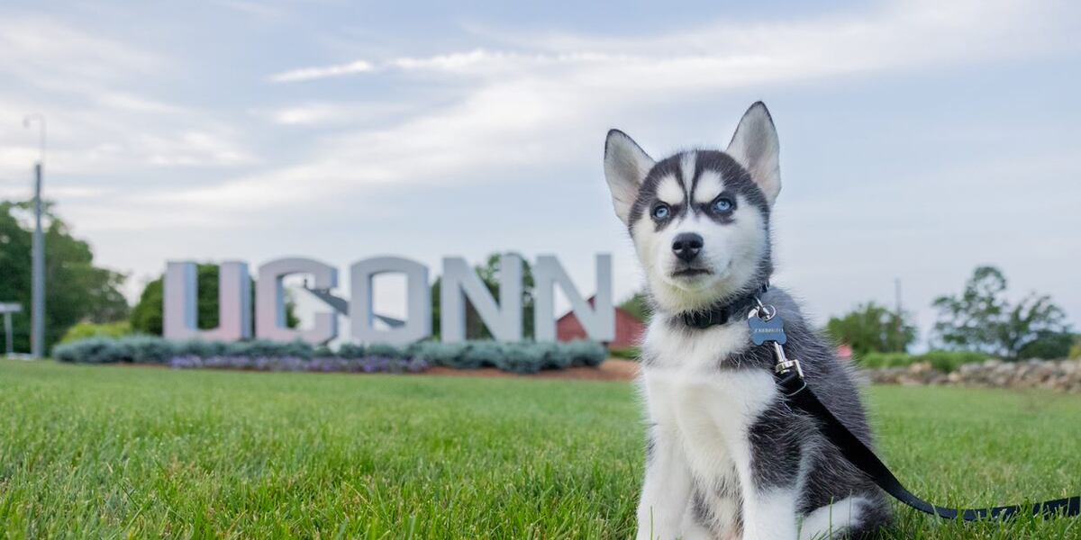There’s a new dog taking over UConn’s campus
