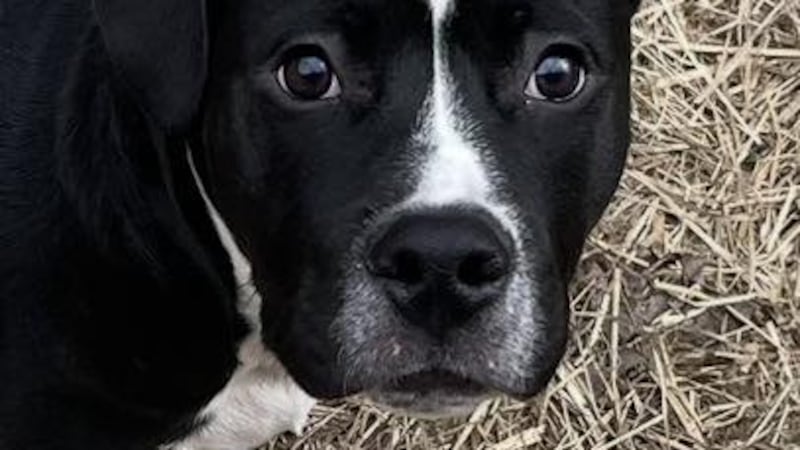 Meet Stewie