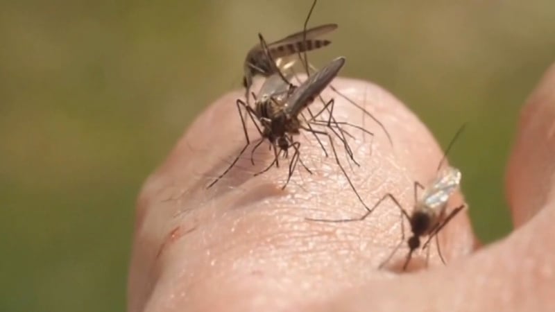 Mosquitoes trapped in Hebron tested positive for West Nile virus, health officials announced...