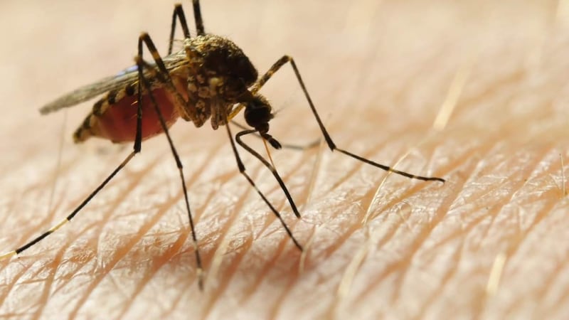 State scientists said they have started their annual campaign to monitor for mosquito-borne...