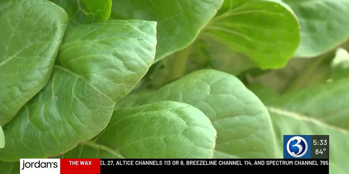 Hartford hydroponic farm says its lettuce is safe as Connecticut cyclosporiasis cases climb to 56