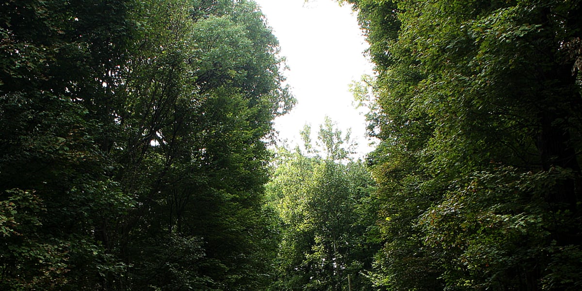 Several CT state parks closed due to Fourth of July storm damage