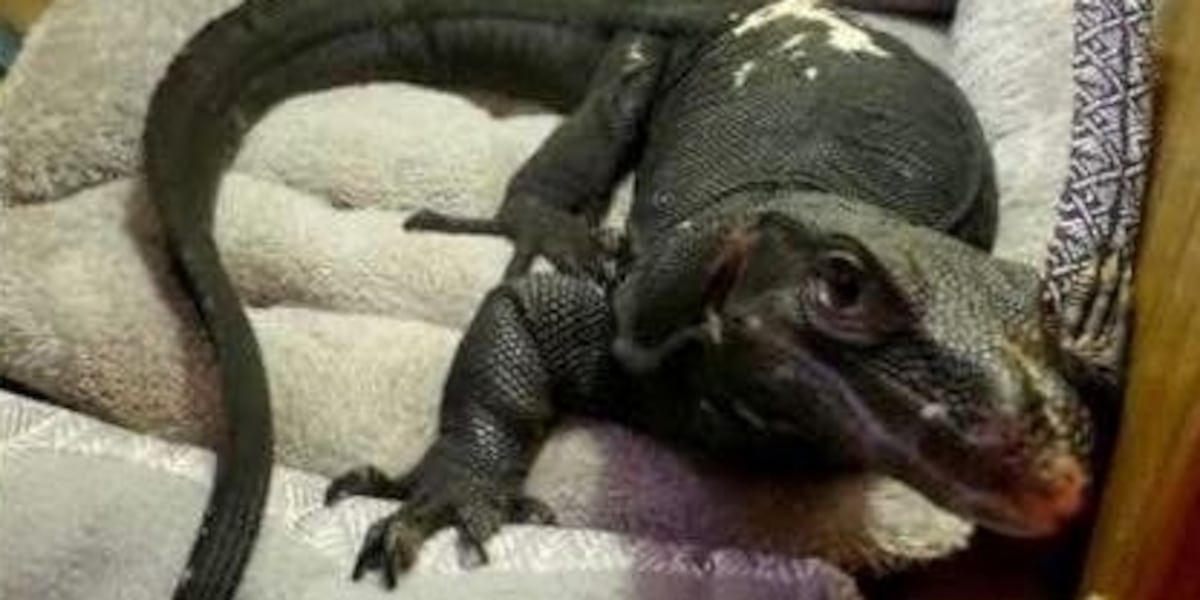 Illegally owned monitor lizard spotted in Thompson