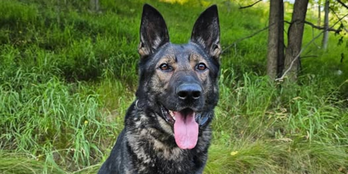 State police K9 helps arrest wanted person out of New York