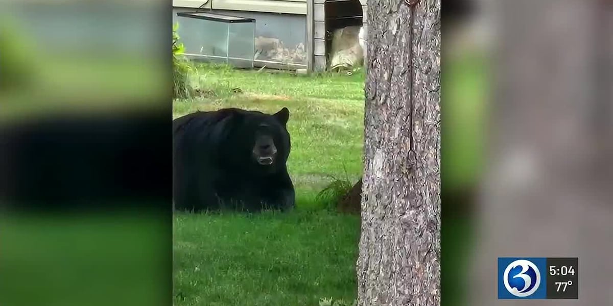Bear sightings increase near Paige Park in Bristol