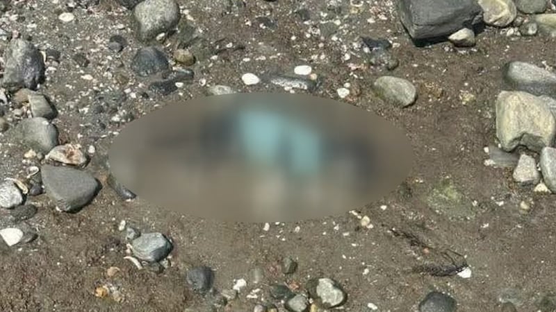 A deceased dog was found along the shoreline at Seaside Park in Bridgeport.