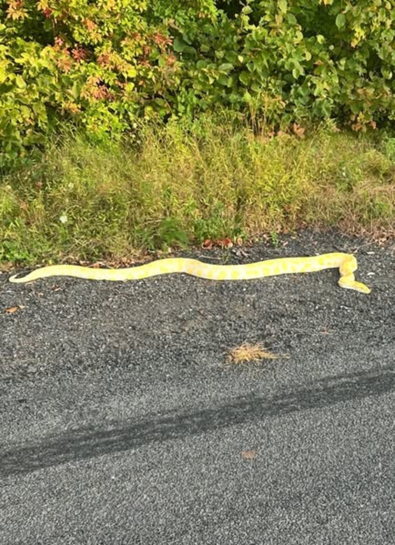 9-foot albino python found in Coventry; police searching for owner
