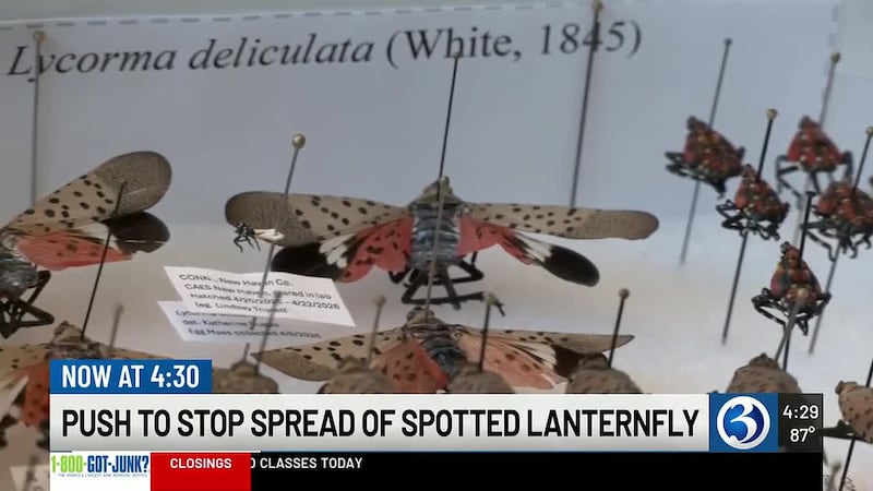 U.S. Sen. Richard Blumenthal is proposing the Spotted Lanternfly Research and Development Act,...