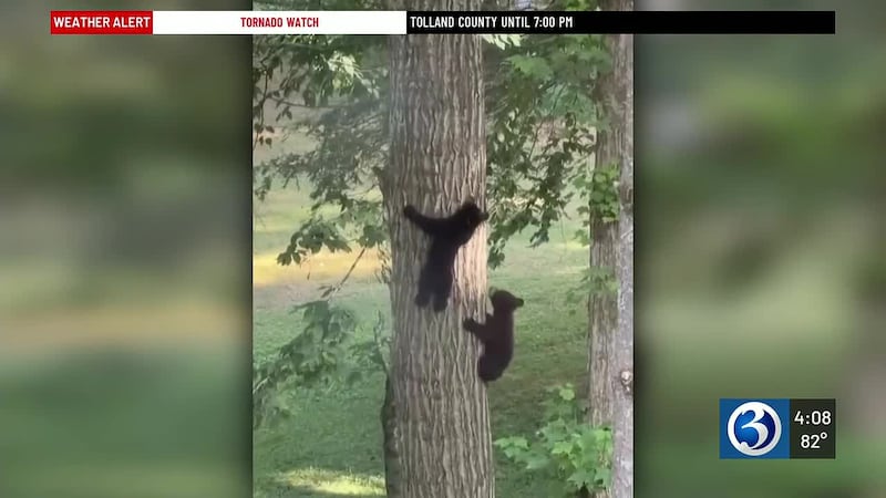 Bristol bears make multiple daily visits to neighborhood homes