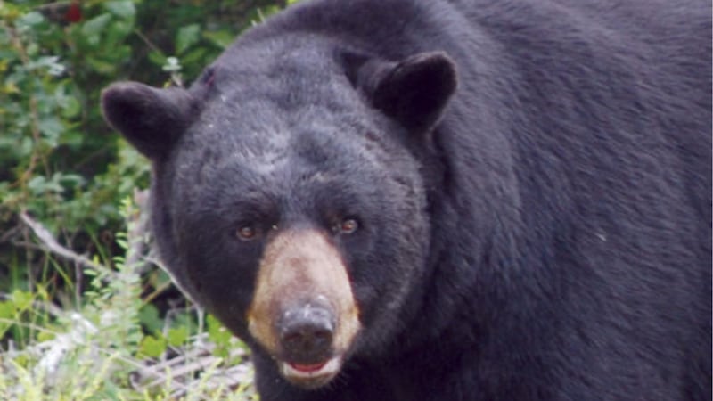 Connecticut sees more than 60 home break-ins by bears this year
