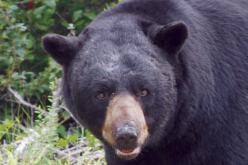 Connecticut sees more than 60 home break-ins by bears this year