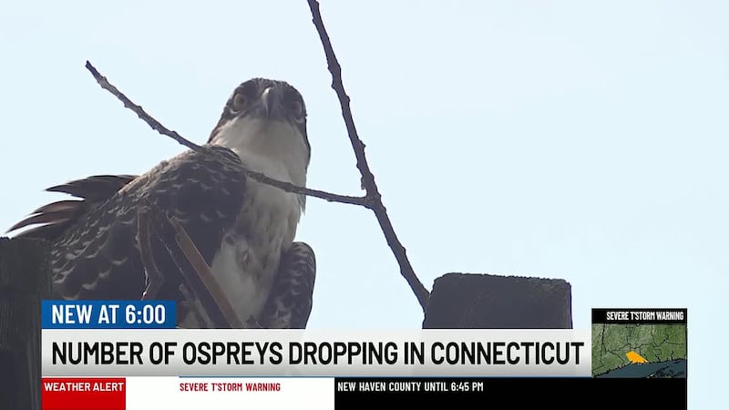 Connecticut ospreys are hatching for the season, but their numbers are at some of the lowest...