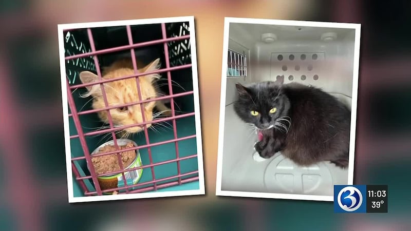 A rescue effort at a condemned Windsor Locks motel turned up more abandoned animals than...