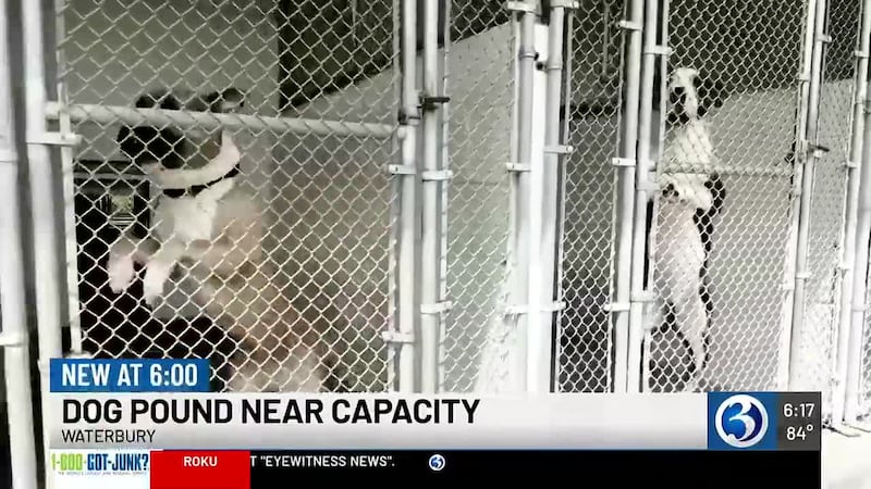 The Waterbury Animal Control facility has taken in 56 dogs since July 1 and is nearing...