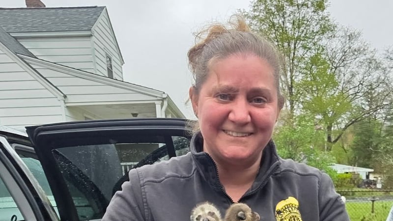 Baby raccoons in Woodbridge