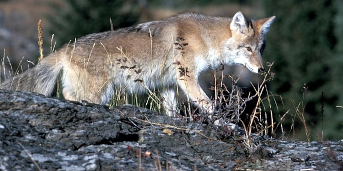 Coyote sightings, missing pet reports prompt warning in Connecticut town