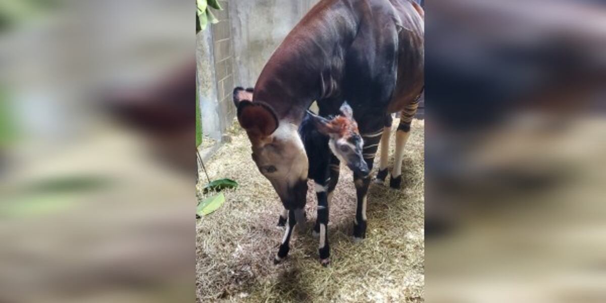 Endangered Okapi calf born at Cincinnati Zoo