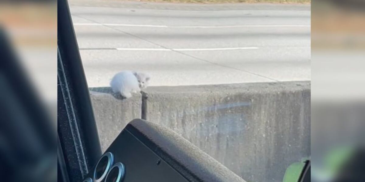 Kitten rescued from median wall of busy interstate, gets new home