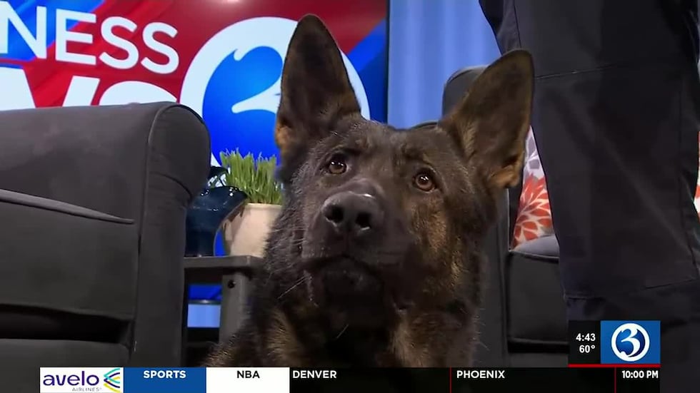 West Hartford police K9 Onyx dies after battle with lymphoma