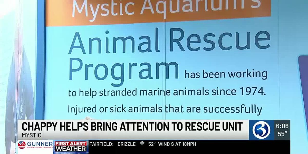 Mem Fish Rescue Mystic Aquarium’s Animal Rescue team rescues seal on Ocean Beach