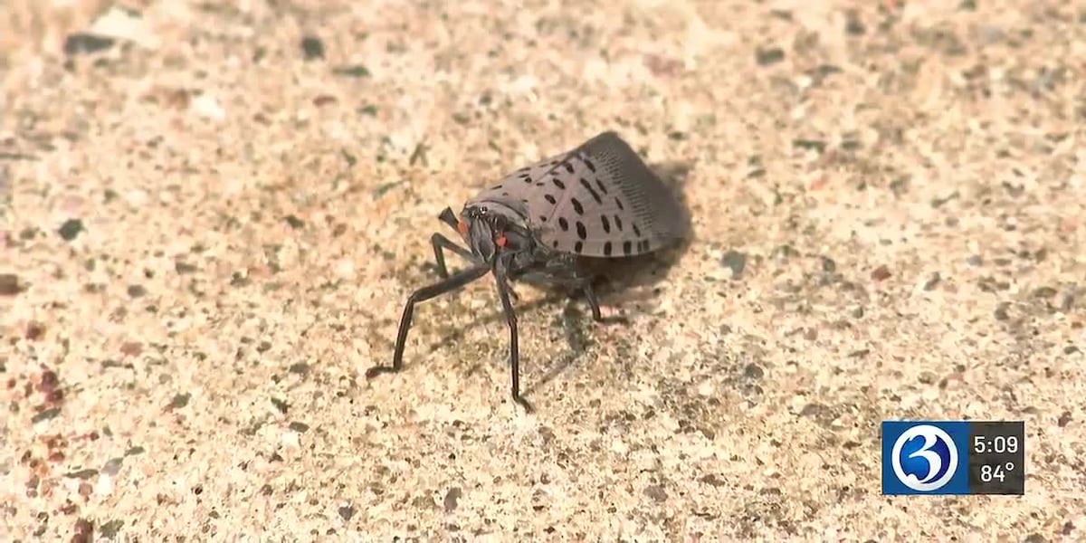 Spotted lanternflies spread across Connecticut as officials seek solution