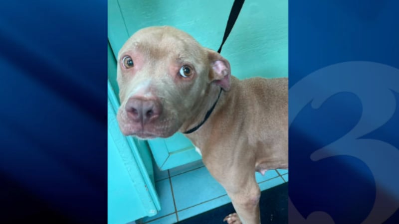 Woodbridge Regional Animal Control is seeking information after an emaciated dog was left...
