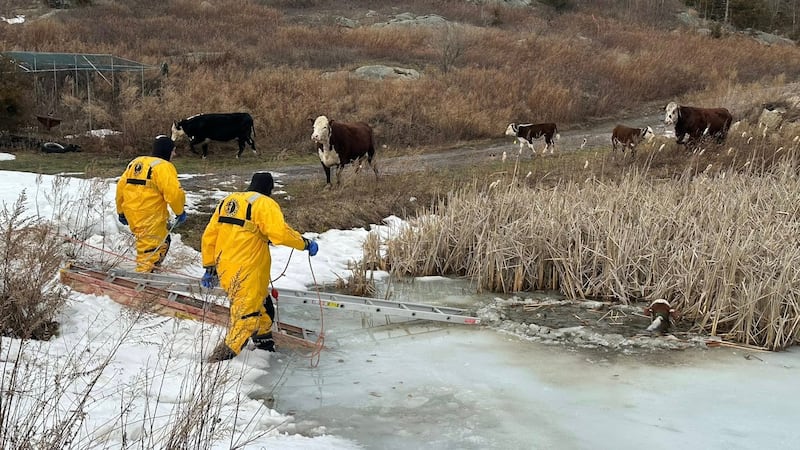 Firefighters rescued a calf that became stuck in an Oxford pond on Sunday afternoon.