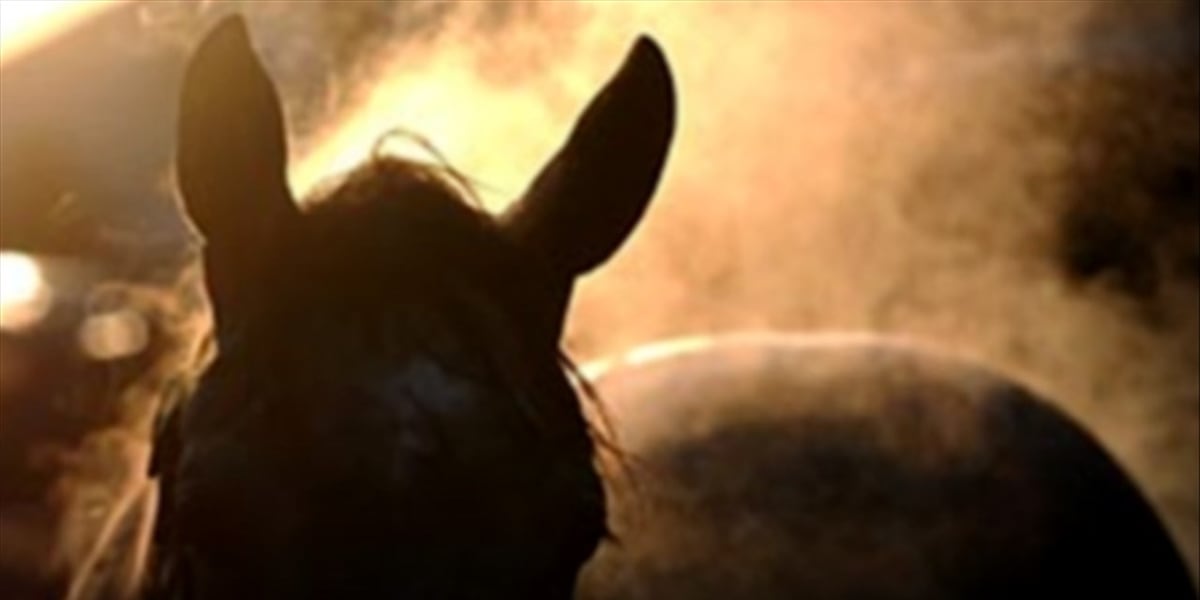 15 horses returned to owners following neglect investigation at Lebanon farm