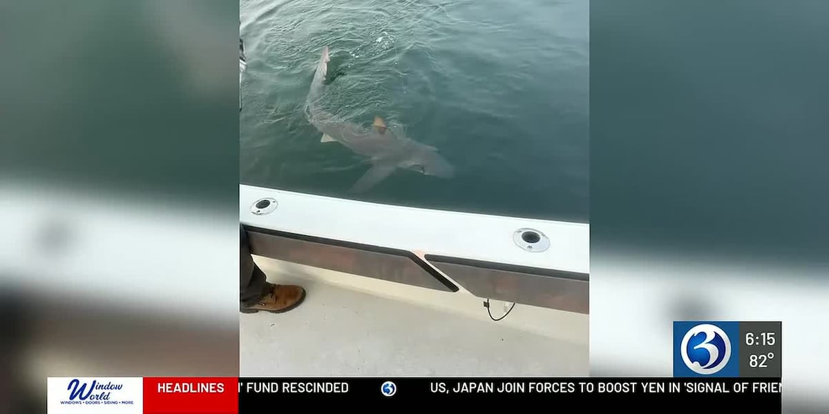 Sandbar sharks showing up more often in Long Island Sound