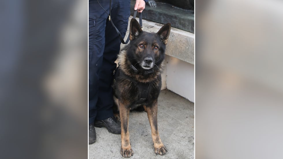 Police K-9 Kylo died after a shootout with a murder suspect.