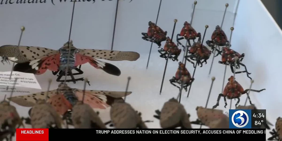 Spotted lanternfly sightings spreading across Connecticut, experts urge public to act