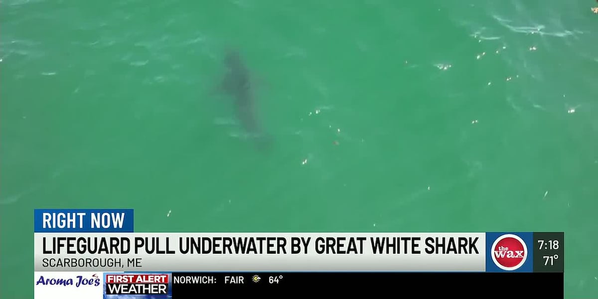 Maine lifeguard dragged underwater by great white shark during routine patrol