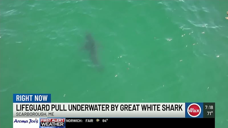 Shark in Maine