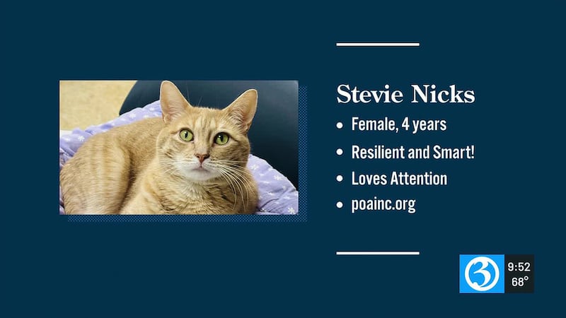 A local cat available for adoption may need to learn to live with a dog named Wolfie.