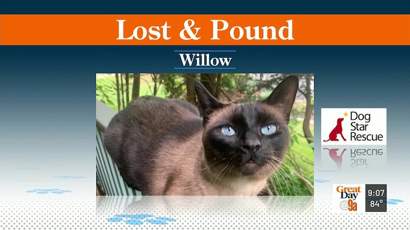 A West Hartford family is asking for the public's help finding their missing cat, Willow.
