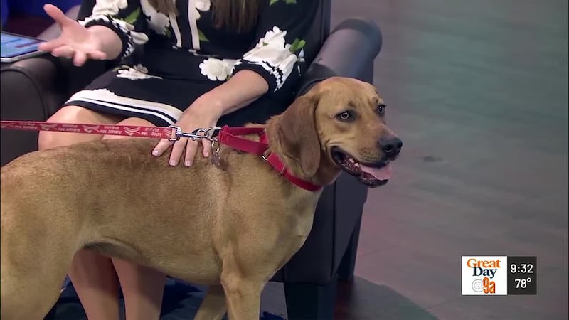 Michelle Brown, communications director of Dog Star Rescue, introduces us to Cinnamon!