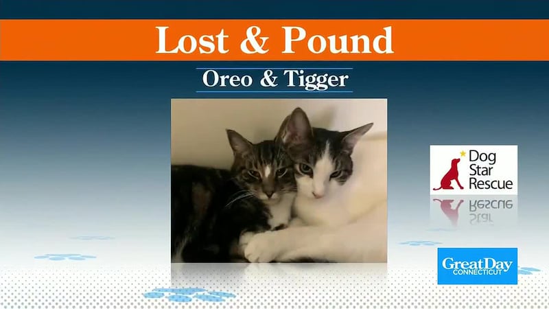 Renee introduces us to two adorable bonded cats who need a home.