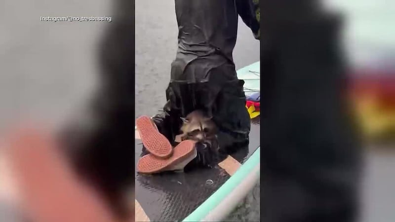 A pair of Texas paddleboarders saved a drowning raccoon from a lake and gave it a surreal ride...