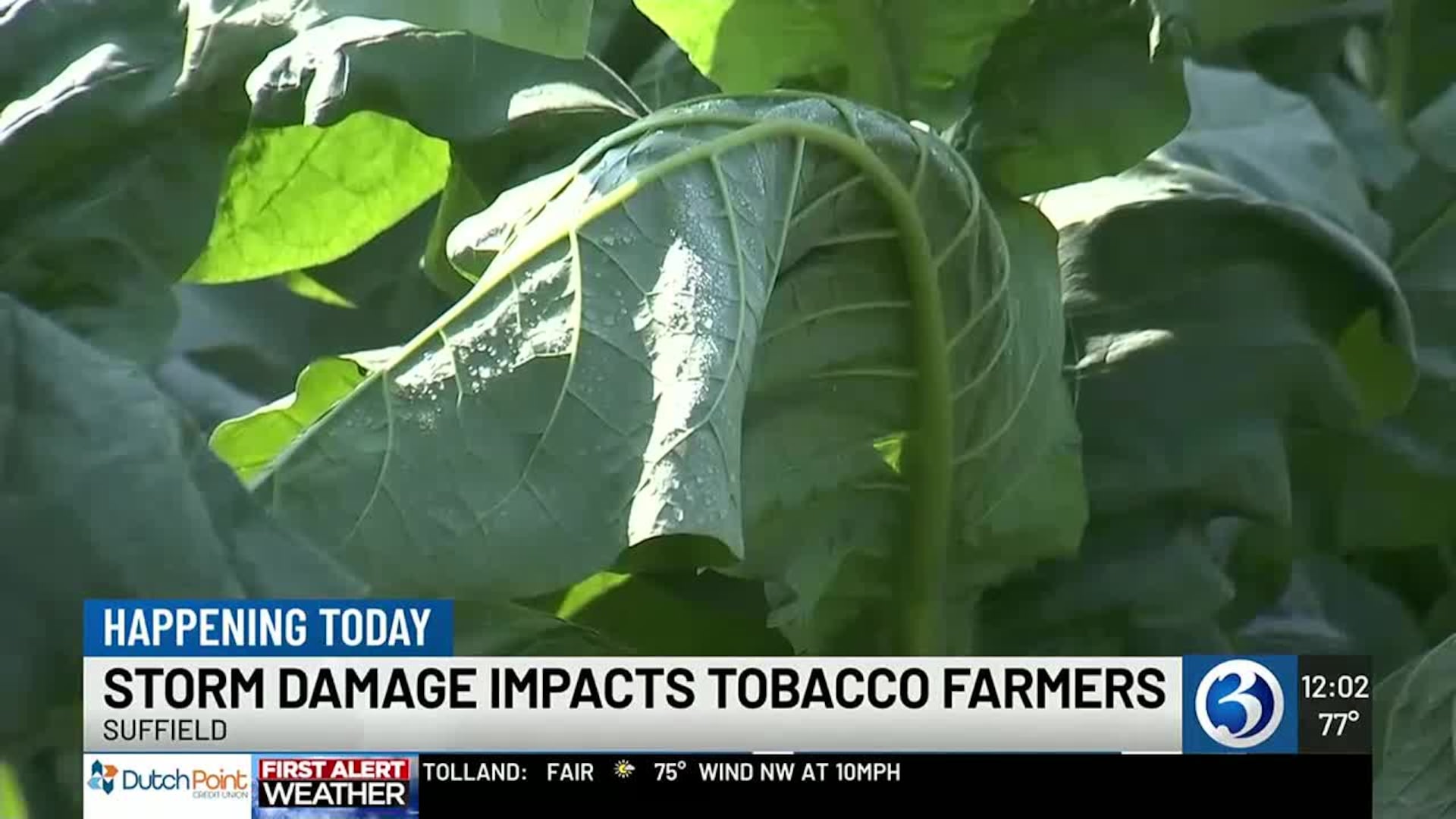 storm damage port tobacco Interactive Hail Maps Suffield tobacco farmers struggle after